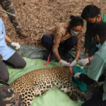 Wildlife Conservation Through Tourism