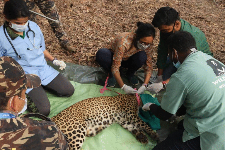 Wildlife Conservation Through Tourism